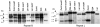 F<sc>igure</sc> 6.—