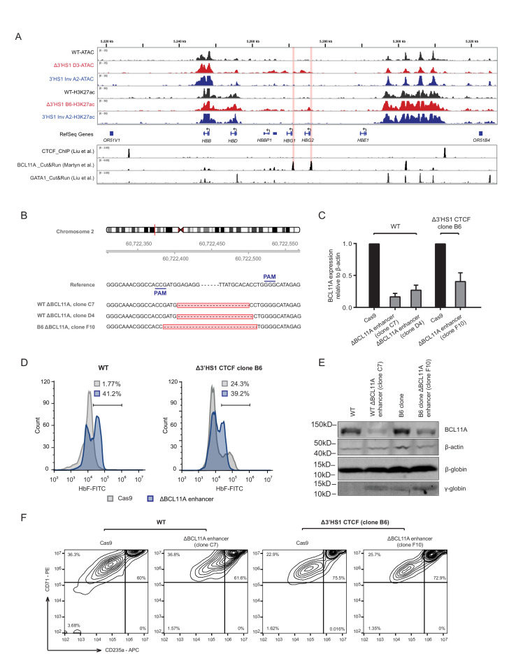 Figure 2—figure supplement 1.