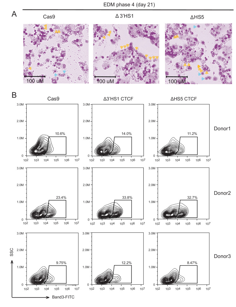 Figure 4—figure supplement 1.