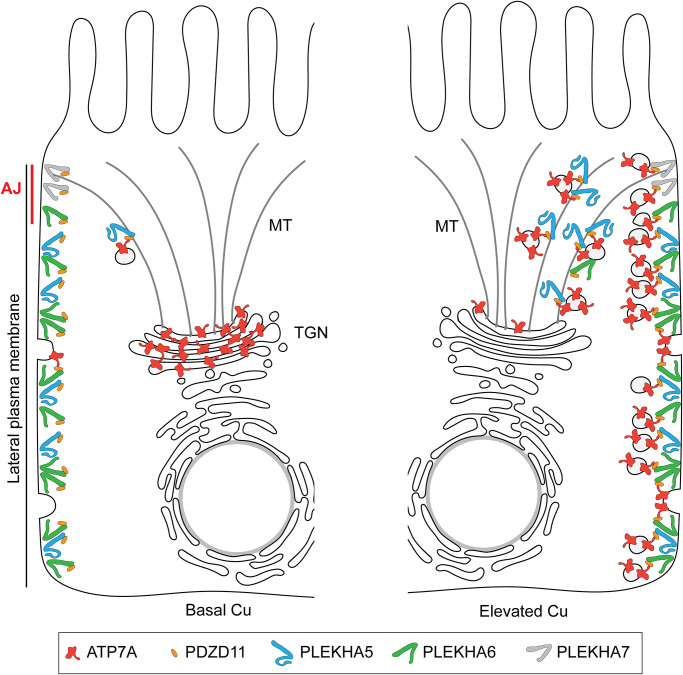 FIGURE 7: