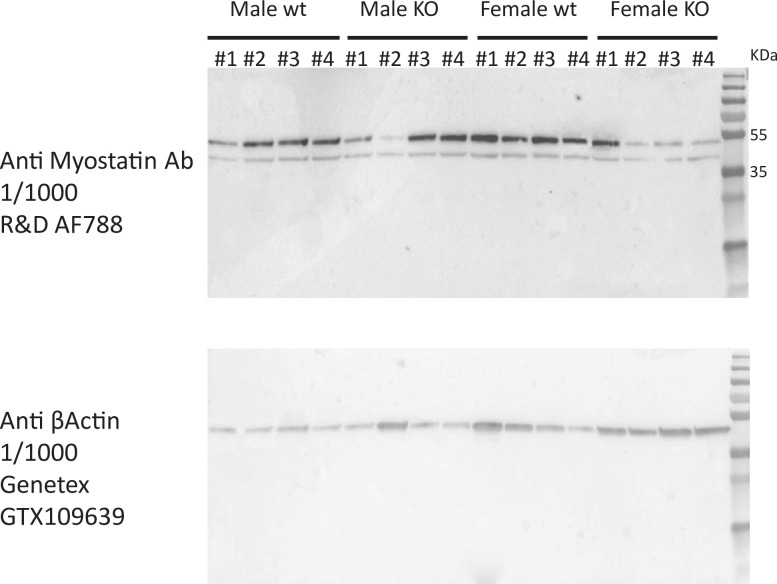 Figure 1—figure supplement 2.