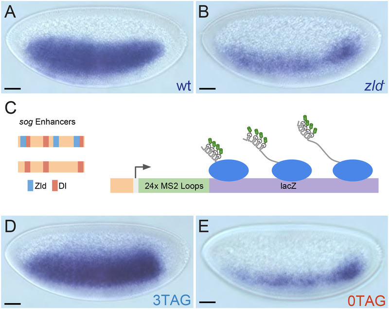 Figure 1: