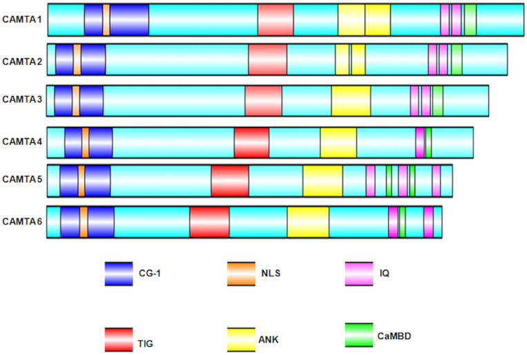 FIGURE 2