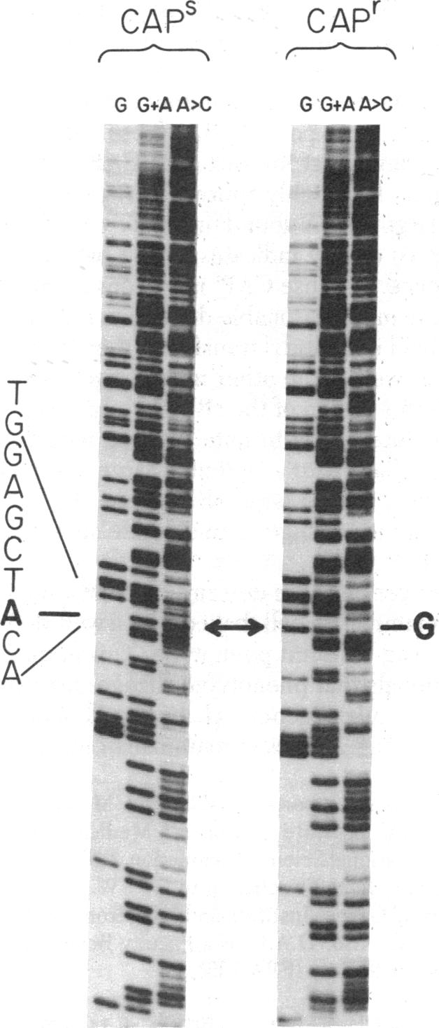 graphic file with name pnas00657-0529-a.jpg