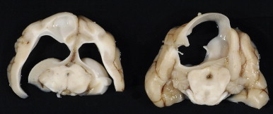 FIGURE 20-4