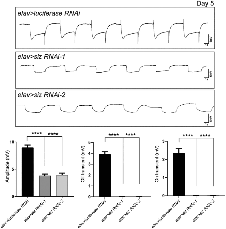 Figure 5