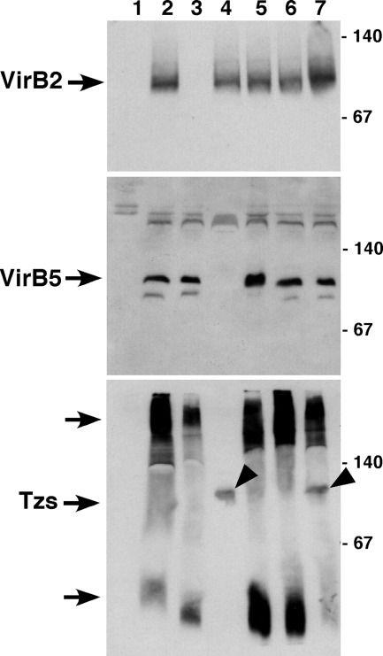 FIG. 4.