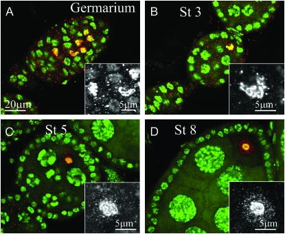 Figure 3.—