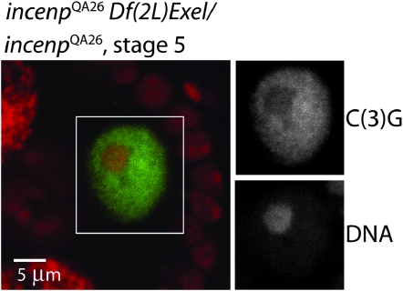 Figure 4.—