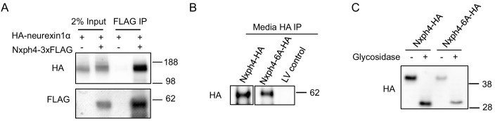 Figure 4—figure supplement 1.