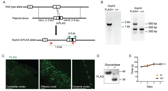 Figure 3—figure supplement 1.