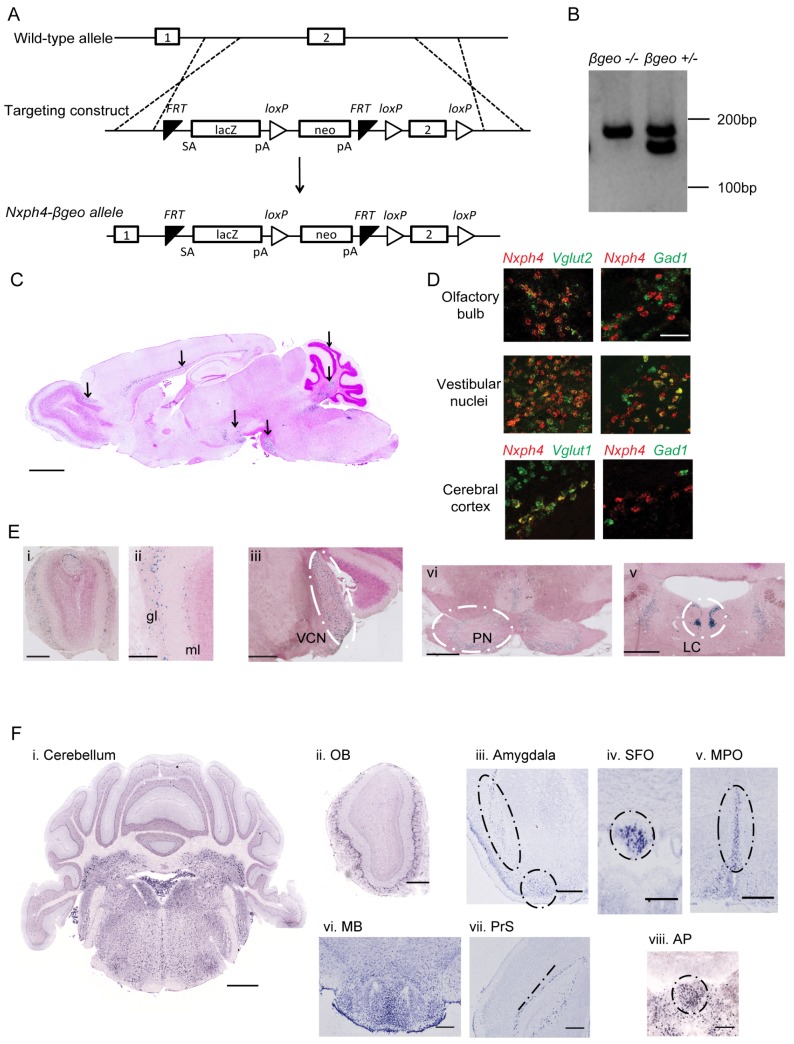 Figure 1—figure supplement 1.