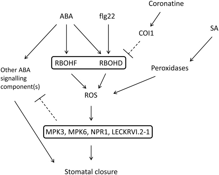 FIGURE 5