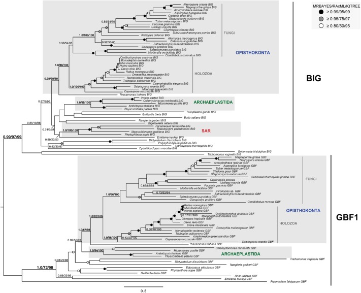 FIGURE 4: