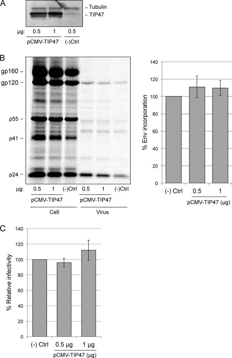 Fig 6