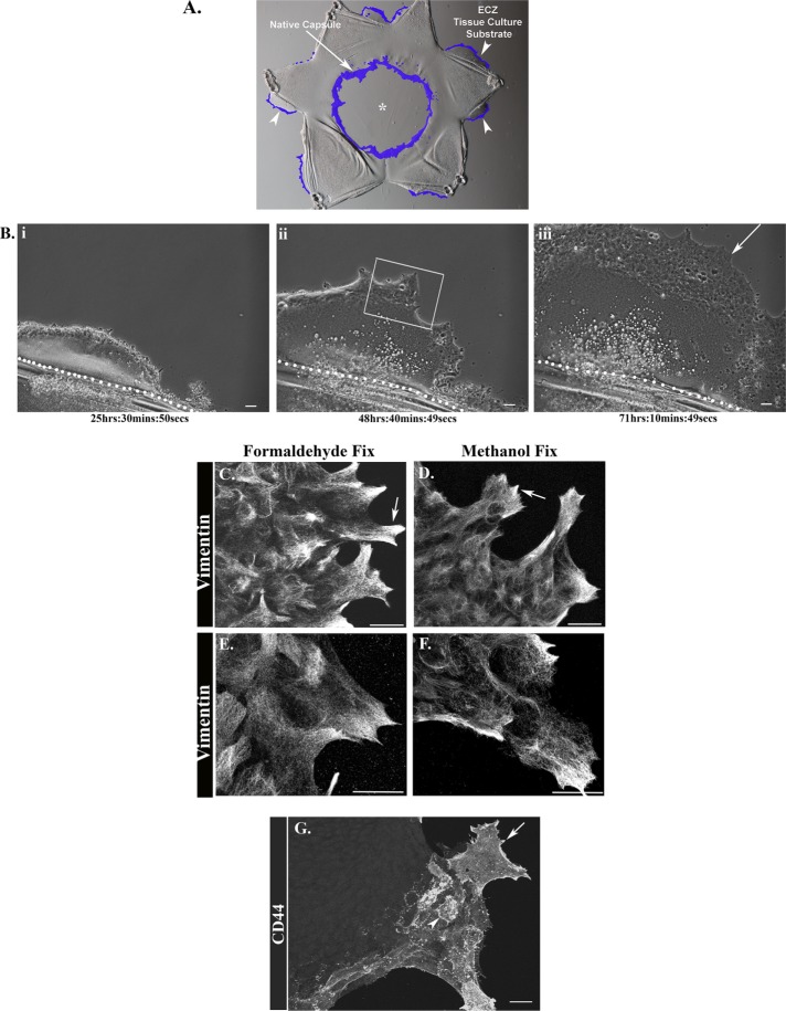 FIGURE 1: