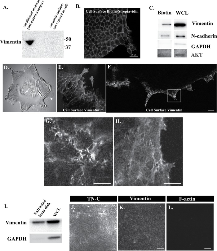 FIGURE 6: