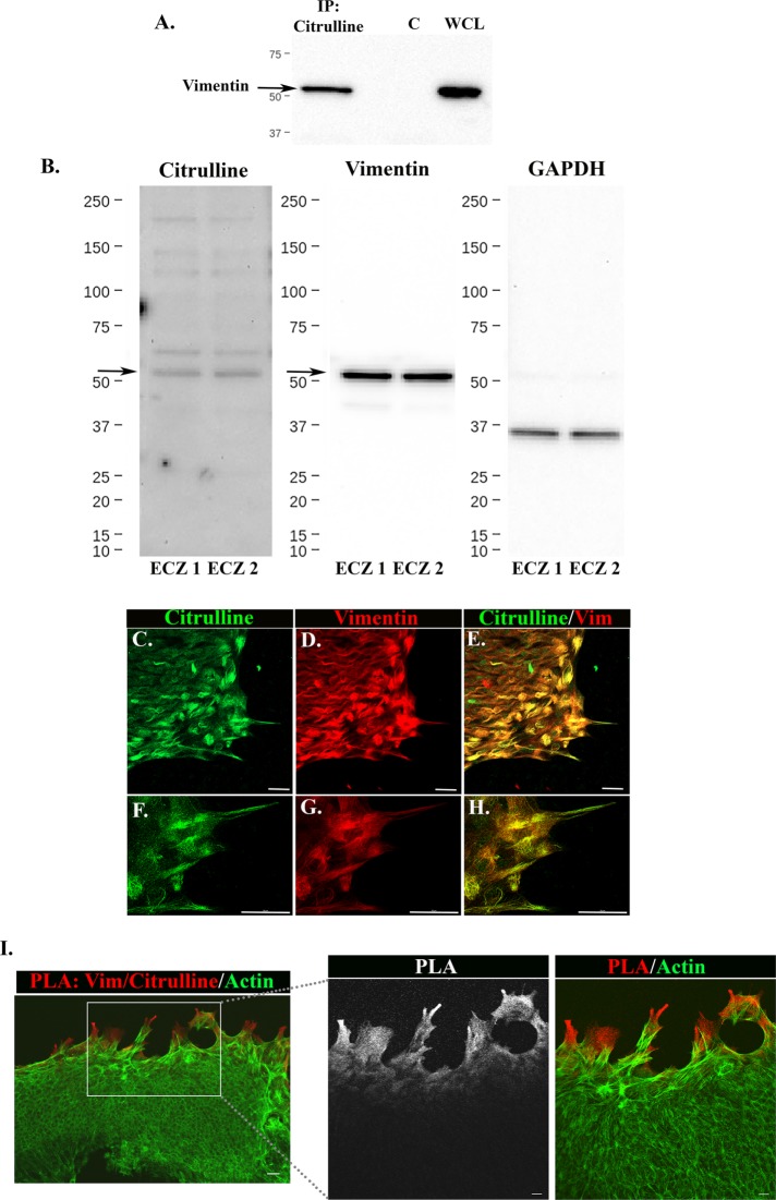 FIGURE 5: