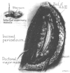 Fig. 9.