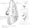 Fig. 13.