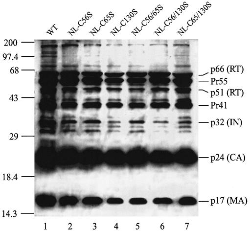 FIG. 4.