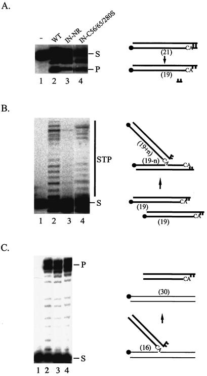 FIG. 2.