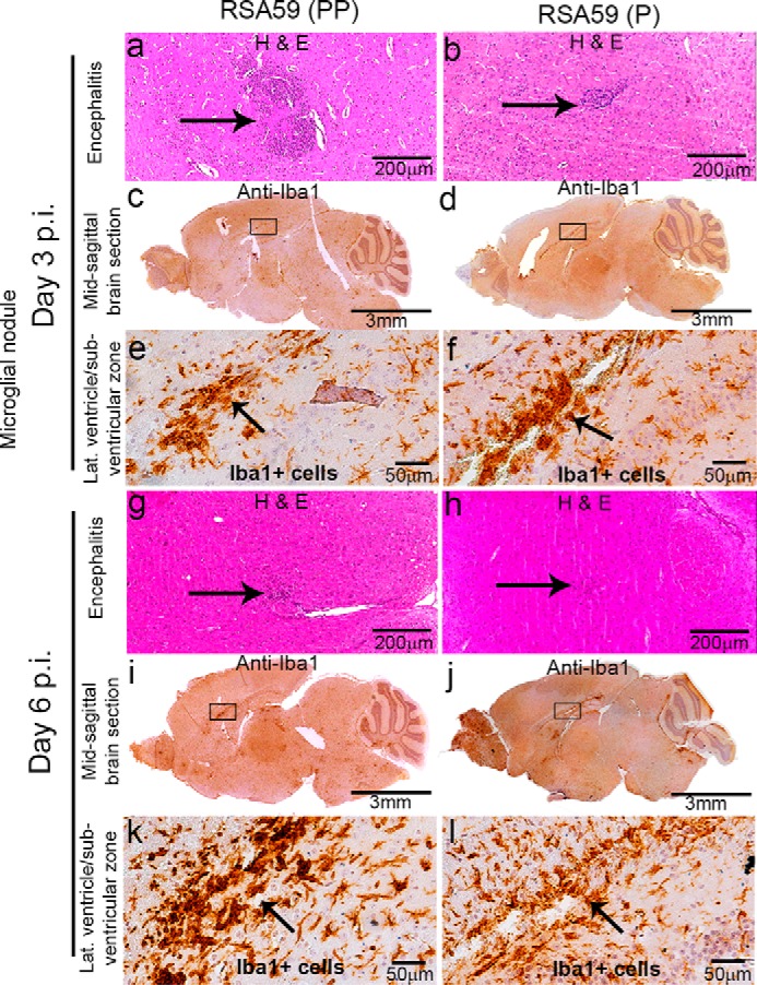 Figure 11.