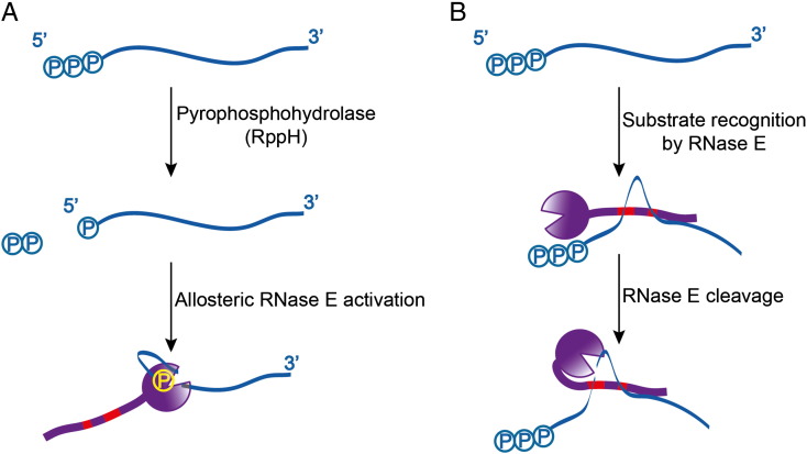 Fig. 4