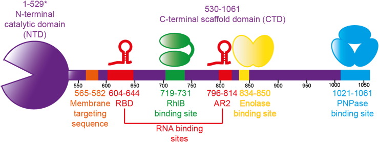 Fig. 2