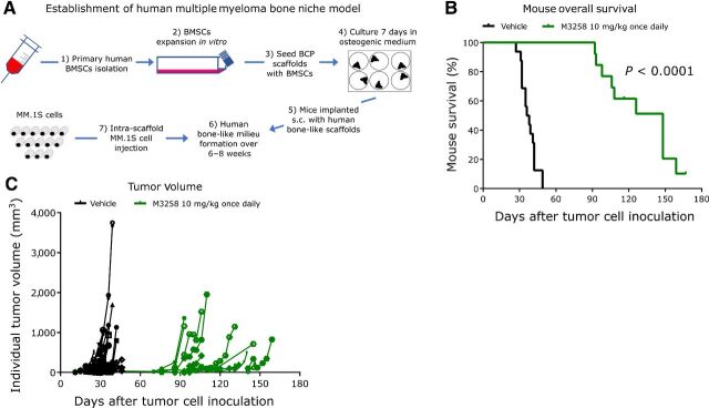 Figure 5. In vivo efficacy of M3258 in a scaffold-based model of the human bone marrow niche. A, Representation of the establishment of the in vivo ceramic scaffold model of the human multiple myeloma bone marrow niche. Overall survival (B) and tumor volume (C) in mice bearing the MM.1S-containing scaffolds that were treated with vehicle or M3258 (10 mg/kg, once daily orally). The P value for the statistical comparison of survival curves of the vehicle and M3258 groups is indicated. Abbreviations: BCP, biphasic calcium phosphate; BMSC, bone marrow–derived stem cells; s.c., subcutaneous.