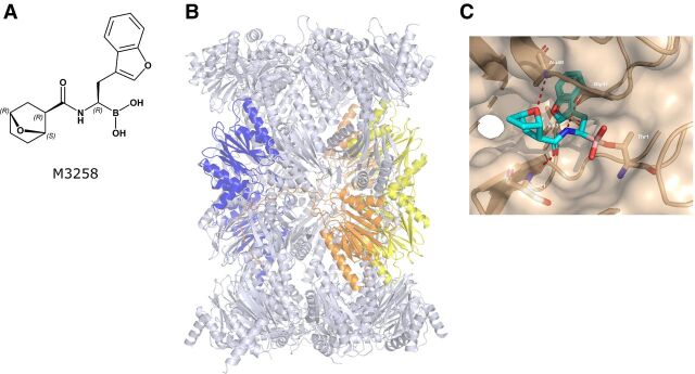 Figure 1. M3258 chemical structure and human LMP7 binding. A, The chemical structure of M3258 is indicated. The labels R and S indicate the absolute configuration of the respective M3258 stereocenters. B, The x-ray structure of the human 20S immunoproteasome particle is indicated. LMP2, LMP7, and MECL-1 are shown in yellow, blue, and orange, respectively. The x-ray structure data can be found in the Protein Data Bank (PDB) under the identification code 7awe. C, The x-ray structure of M3258 bound to the catalytic site of human LMP7 (marked brown) at a resolution of 2.78 Å. Hydrogen bonds between LMP7 and M3258 are indicated by red dashed lines.