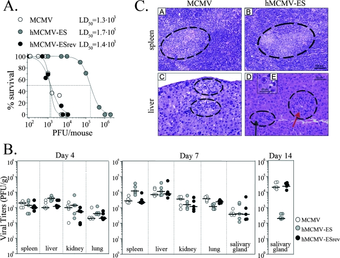 FIG. 3.