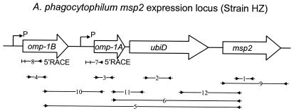 FIG. 1.