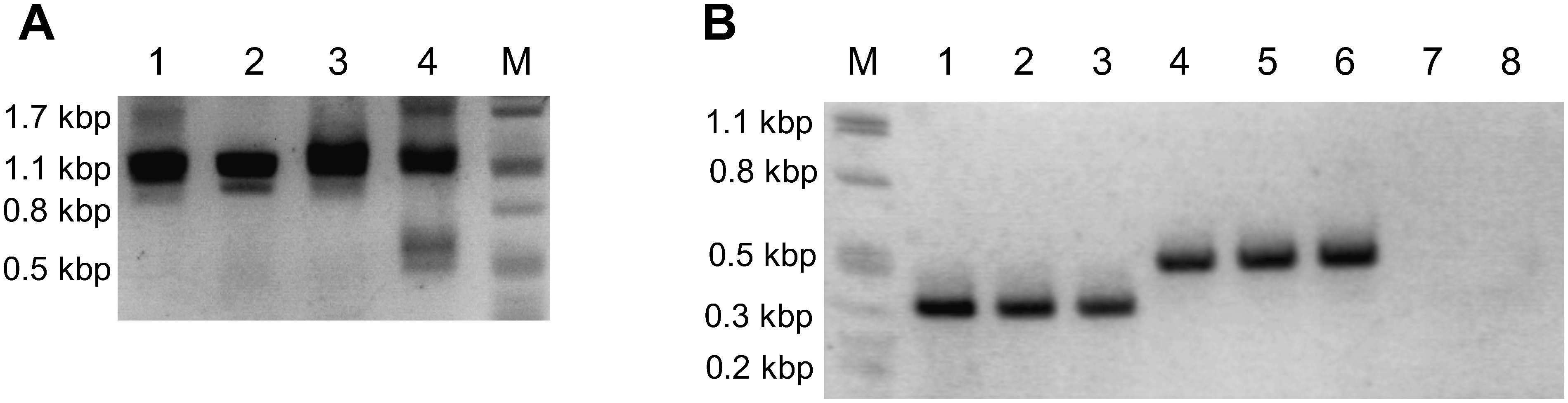 Figure 1. Discrimination among G. uralensis superior clones by polymorphism in CYP88D6 intron 7. (A) PCR-RFLP; lane M: DNA size marker λ/PstI; l, 4: GuIV2; 2, 3: Gu2-3-2; 1, 2: non-digested PCR products; 3, 4: HincII-digested PCR products; (B) PCR products with GuIV1 and IV2 specific primers; lane M: λ/PstI; l-3: GuIV2; 4-6: GuIV1; 7-8: Gu2-3-2.