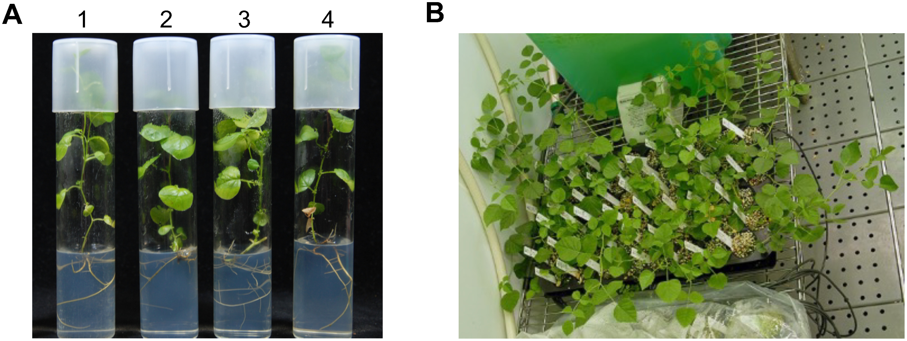 Figure 4. Hydroponic cultivation of G. uralensis clones propagated by tissue culture. (A) In vitro propagated G. uralensis clones. 1: Gu71#1, 2: Gu71#22, 3: Gu71#23, 4: Gu71#31. (B) G. uralensis clones hydroponically cultivated for 27–28 days.