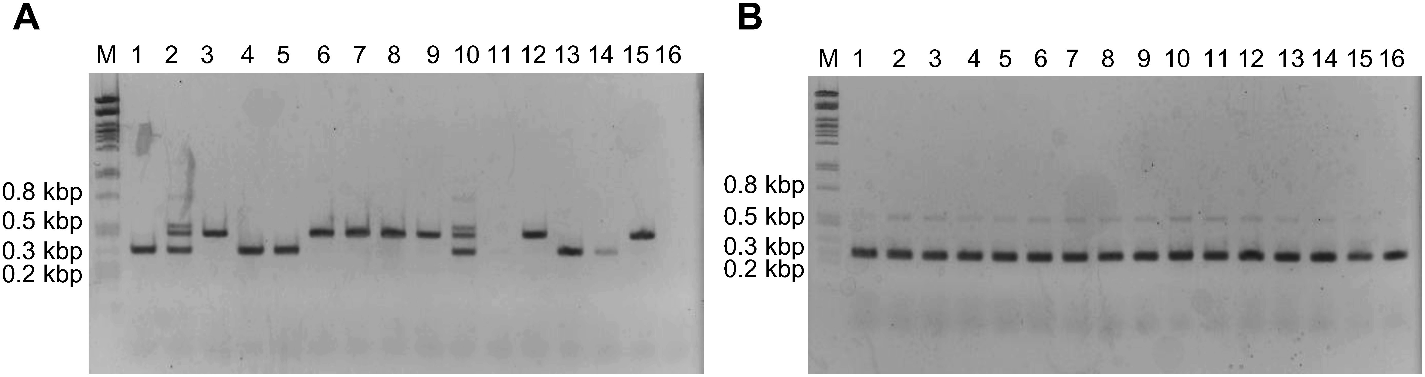 Figure 5. PCR analysis of CYP88D6 intron 7 genotype of hydroponically cultivated G. uralensis clones. (A) PCR with the primers against IV1 and IV2 type specific sequences. (B) PCR with the primers against consensus sequence. Lane M: DNA size marker λ/PstI, 1–15: hydroponically cultivated Gu clones, 16: hydroponically cultivated Gu2-3-2.