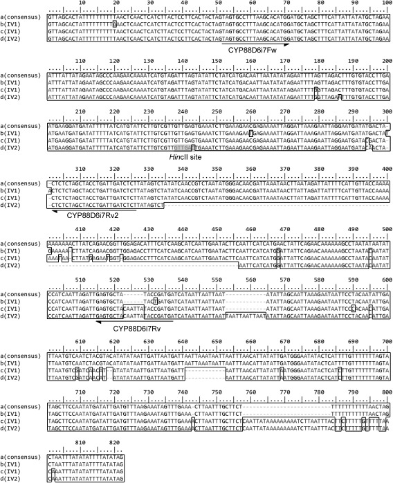 Figure 2. Alignment of CYP88D6 intron 7 sequences amplified from G. uralensis superior clones. The deletions are marked by a minus sign. Identical nucleotides with consensus sequence (a) are boxed. GuIV2 specific HincII site is highlighted on a gray background.