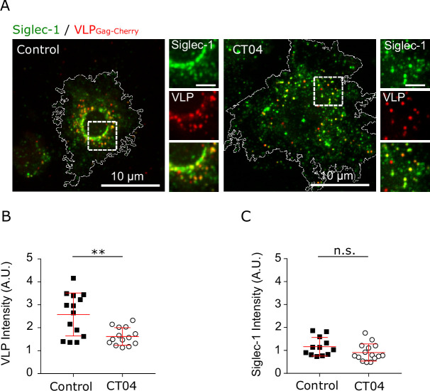 Figure 4—figure supplement 1.