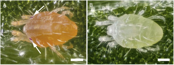 Fig. S1.