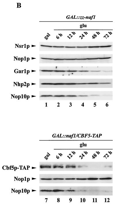 FIG. 6.