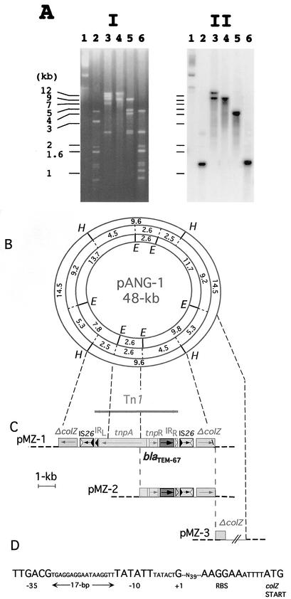 FIG. 1.