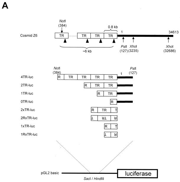 FIG. 2.