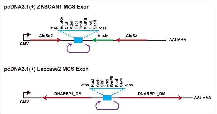 Figure 6.