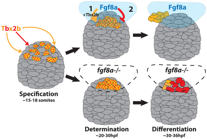 Fig. 8.