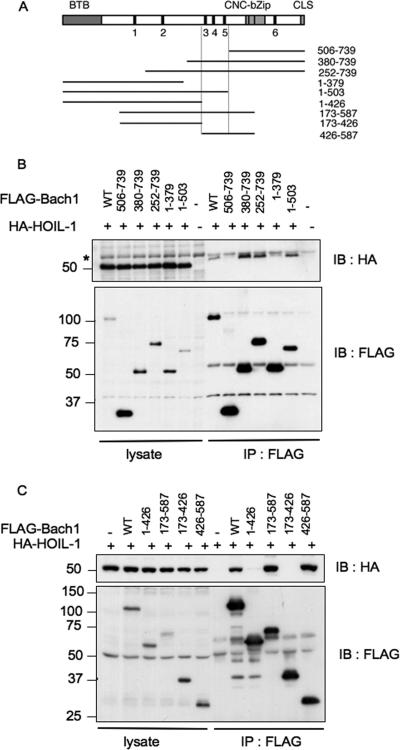 FIG. 8.