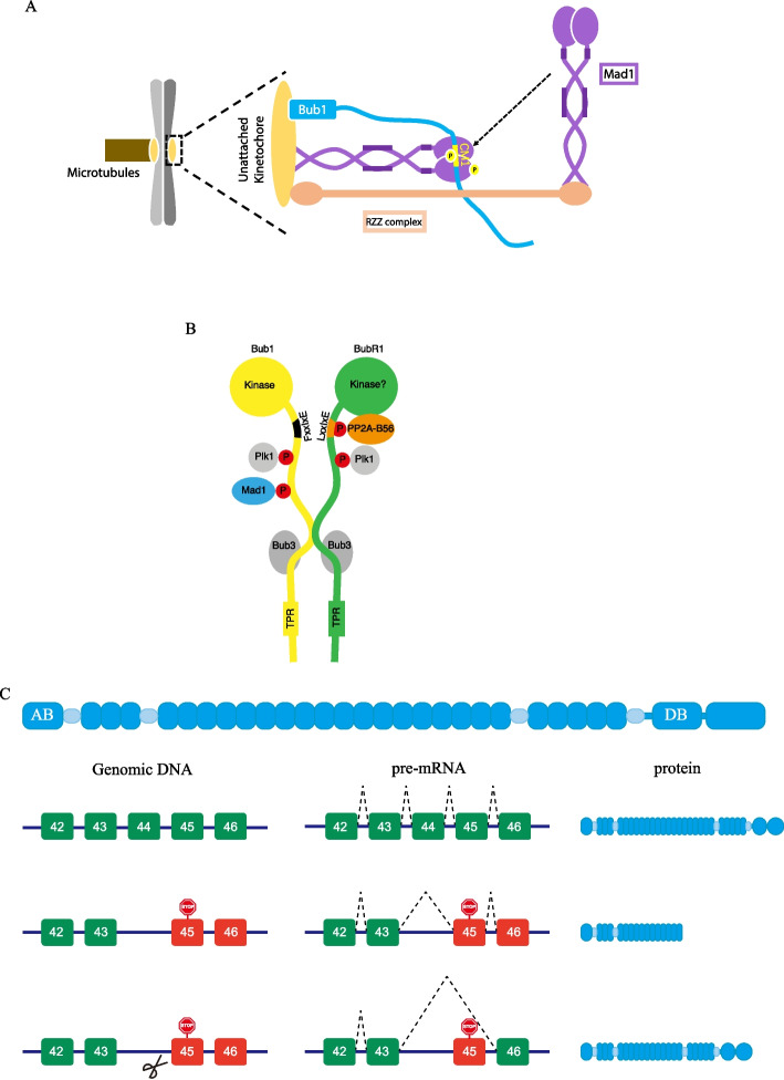 Escaping from CRISPRCasmediated knockout the facts, mechanisms, and