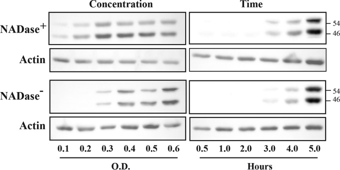 FIG 3 