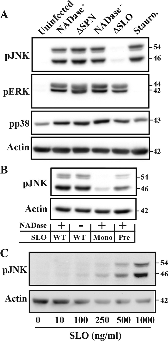 FIG 2 