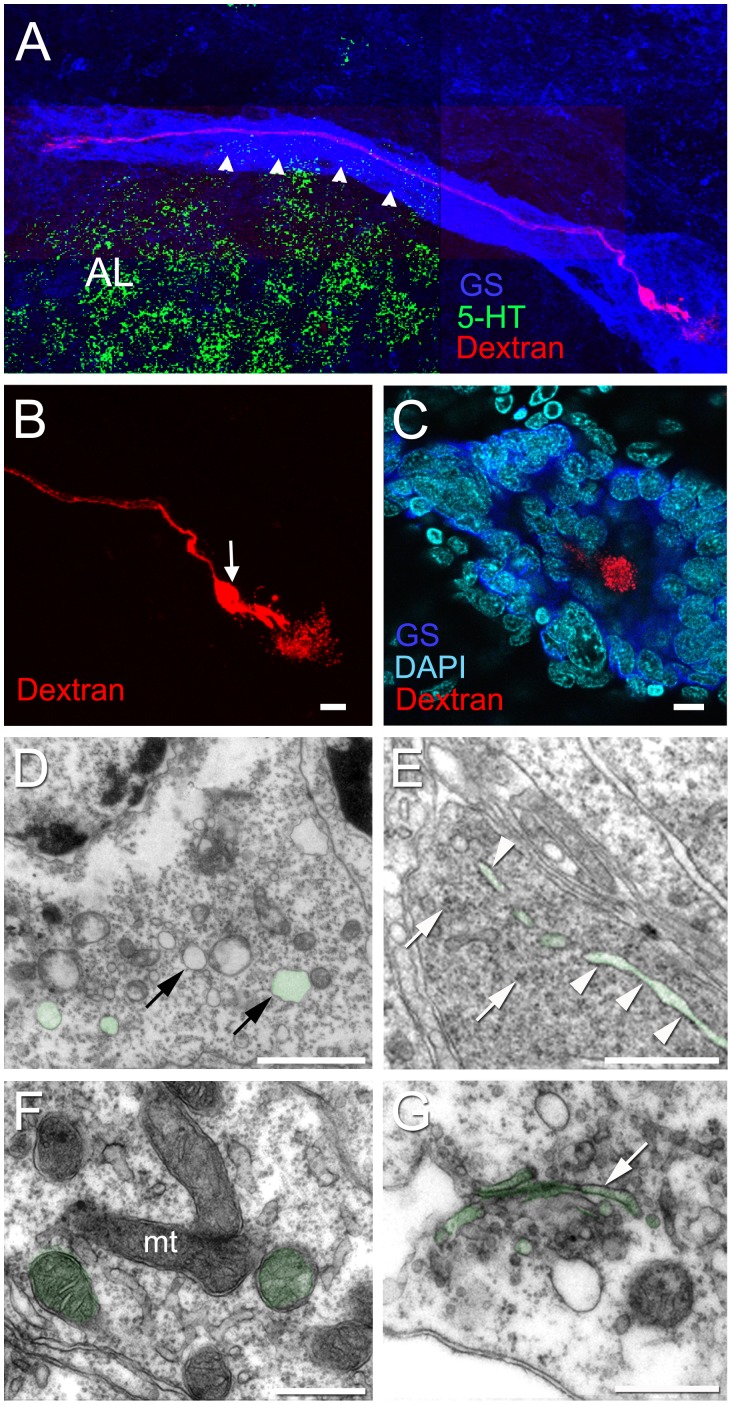 Figure 10