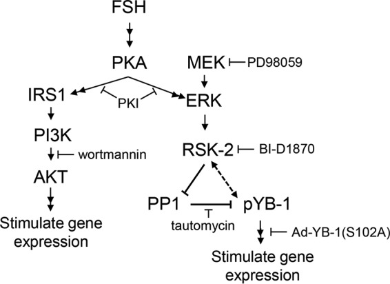 FIGURE 1.